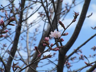 桜②