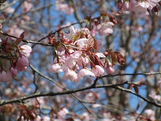 桜②