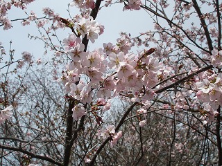 桜④