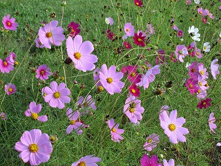 コスモス②