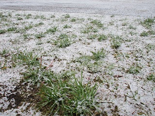 初雪②
