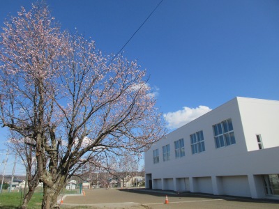 桜