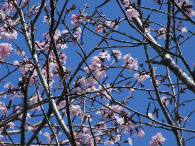 桜