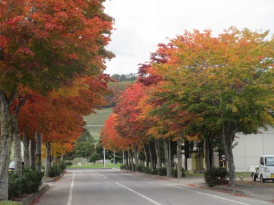 紅葉①