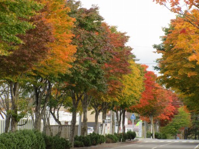 紅葉②