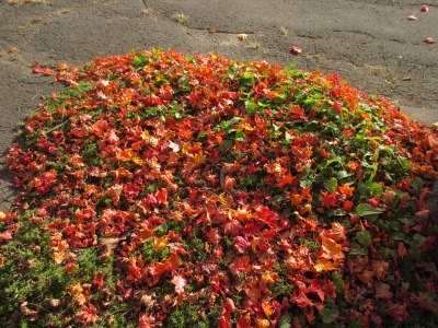 紅葉④