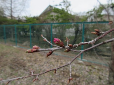 桜蕾
