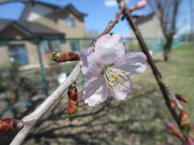 桜①