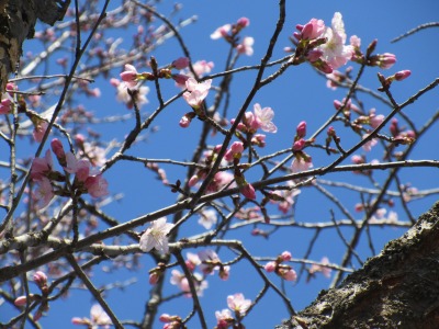 桜②