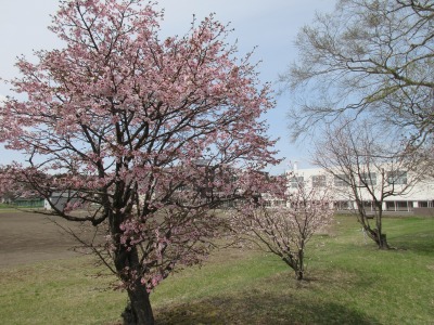 桜①