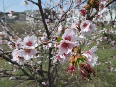 桜②