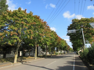 紅葉まだ①