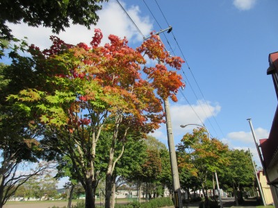 紅葉まだ②