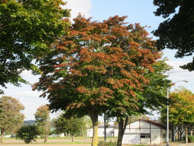 紅葉まだ③
