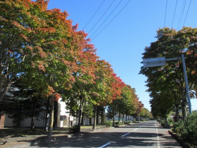 紅葉まだ①