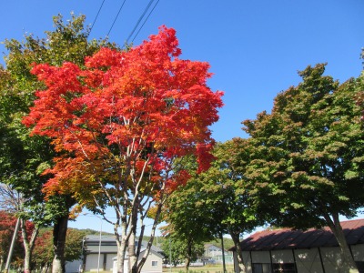 紅葉まだ②