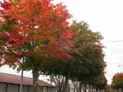 紅葉ピーク？②