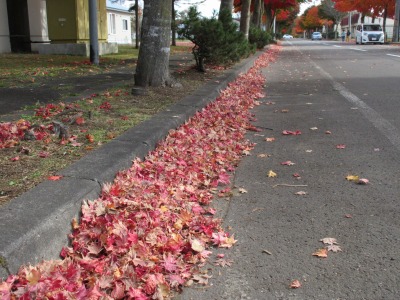 紅葉おわり②