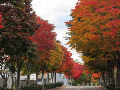 紅葉おわり③